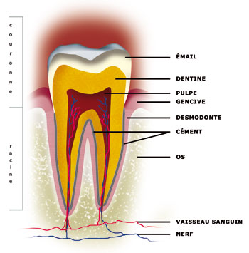 anatomie de la dent