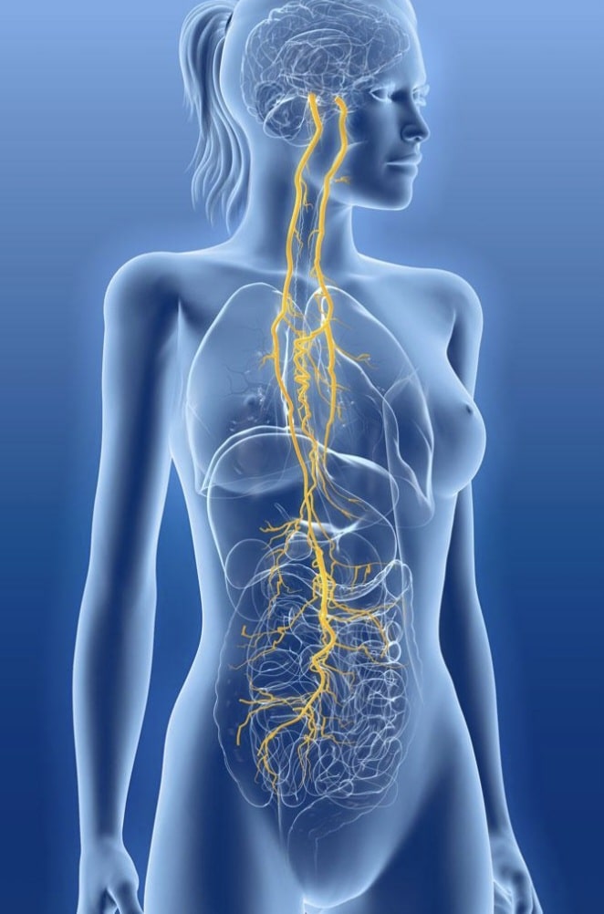 Anatomie du nerf vague - L'autoroute de l'information entre le cerveau et les organes vitaux